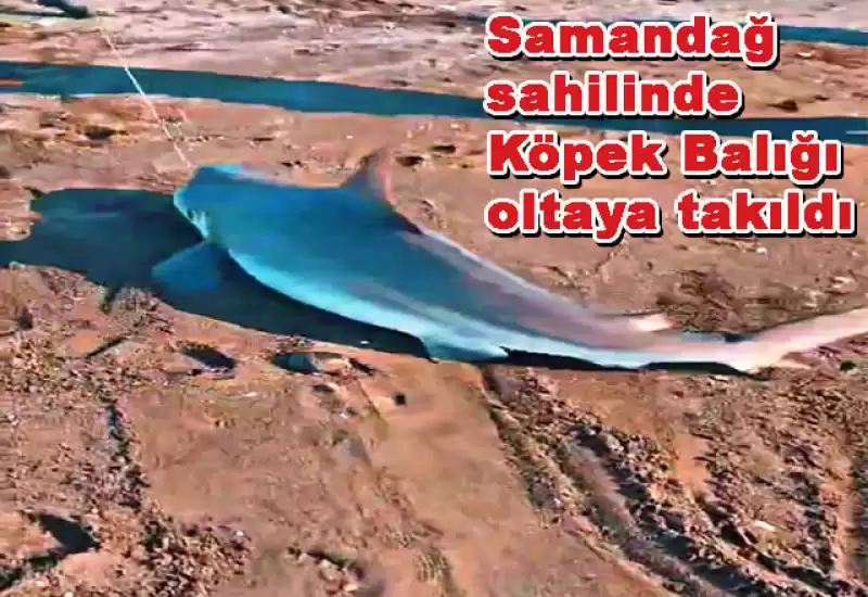 SAMANDAĞ SAHİLİNDEN KÖPEK BALIĞI ÇIKTI