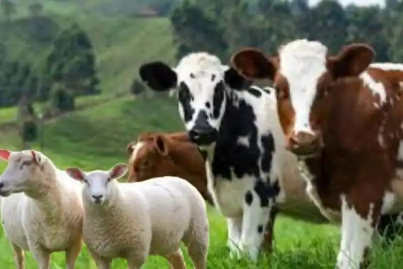 DP Genel Başkanı Uysal: “Hayvan Dağıtmak çözüm Değil”