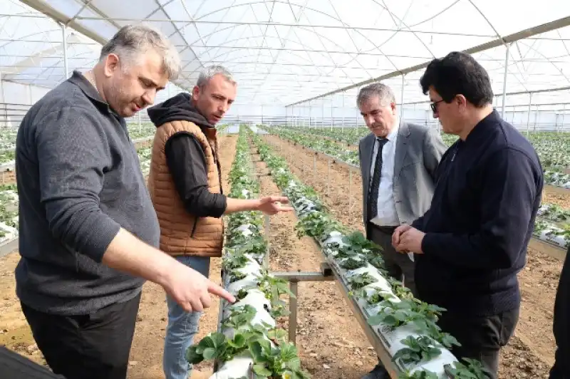 HBB ÇİLEK YETİŞTİRİCİLİĞİ KURSU VERDİ