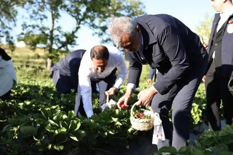 Yayladağı’nda Çilek Festivali Gururu!.. Toprağın Kırmızı Elması Coşkuyla Taçlandı