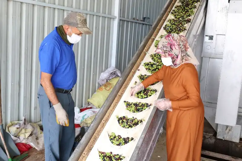 HBB, ZEYTİN ÜRETİCİLERİNİ EĞİTİMLE DESTEKLİYOR