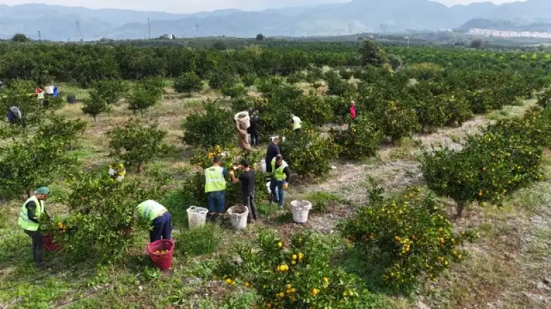 HBB, Üreticiden Aldığı Mandalinaları Öğrencilere İkram Etti